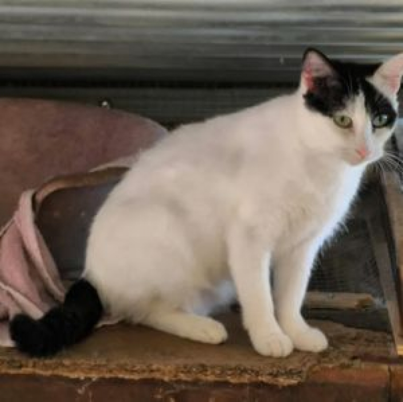 Photo #2 de Dalida 2