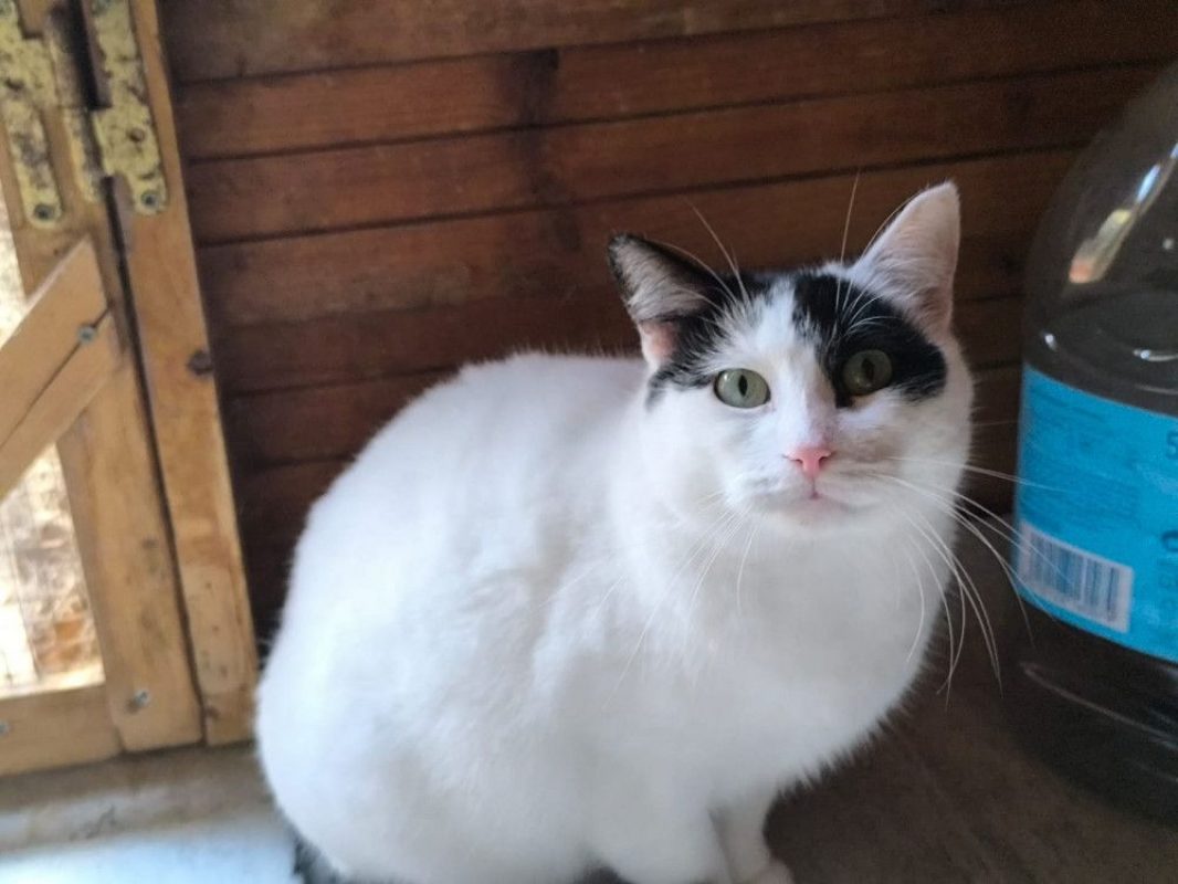 Dalida - Chat Européen à adopter - photo 4