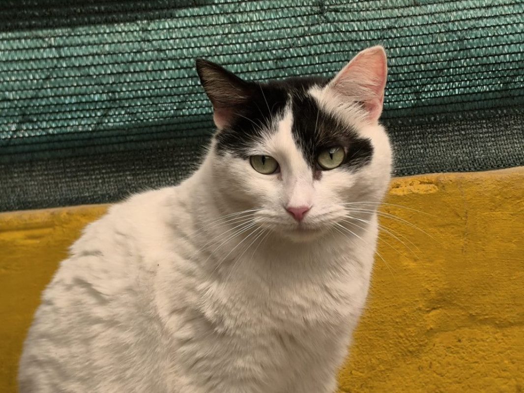 Dalida - Chat Européen à adopter - photo 7