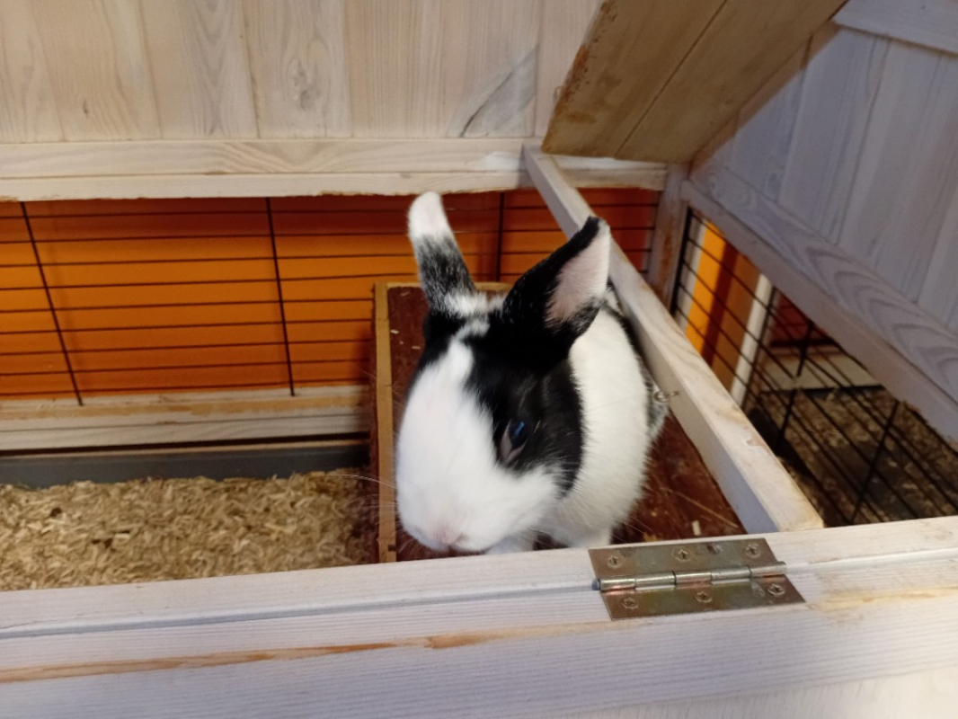 Photo #2 de Moustache