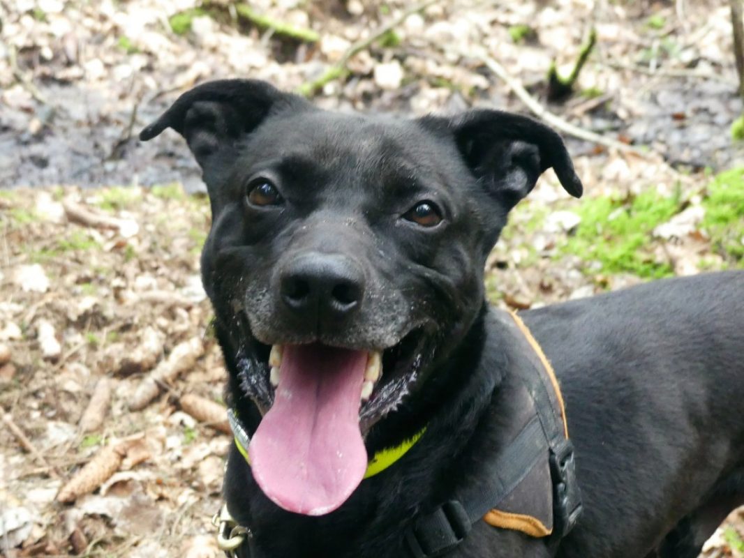 Caimen - Chien à adopter