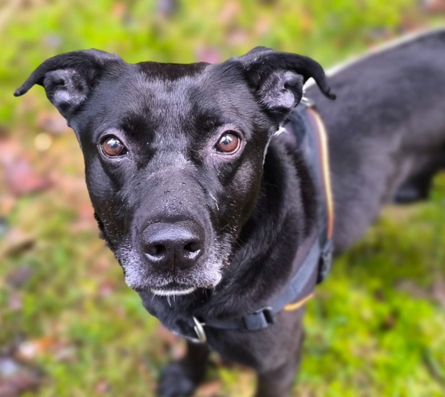 Caimen - Chien à adopter - photo 2