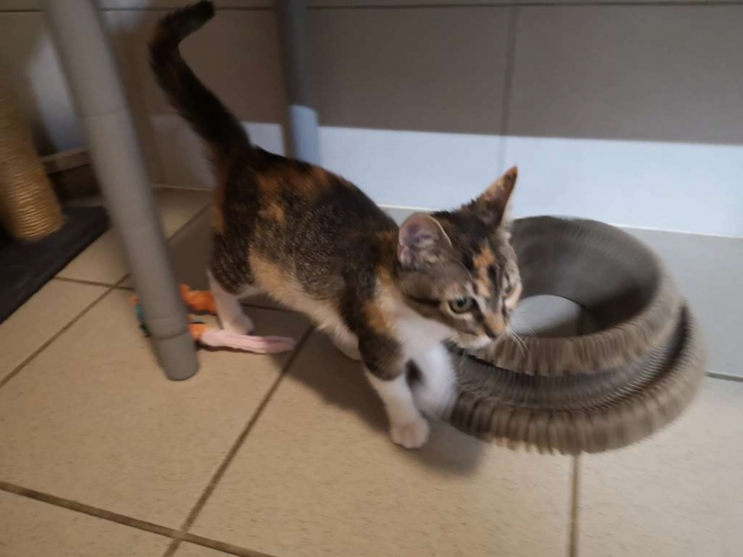 Photo #2 de Violette réservé