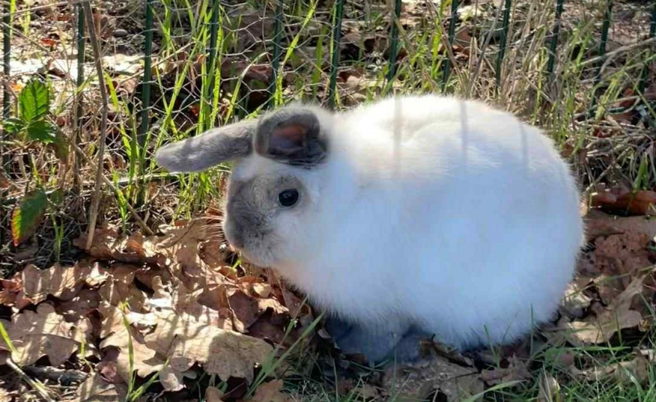 Photo #1 de Pinouche