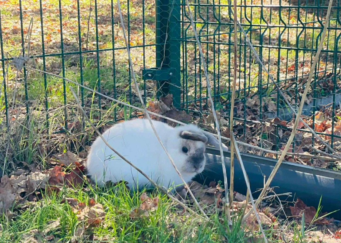 Photo #2 de Pinouche