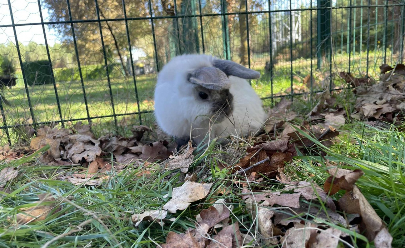 Photo #3 de Pinouche