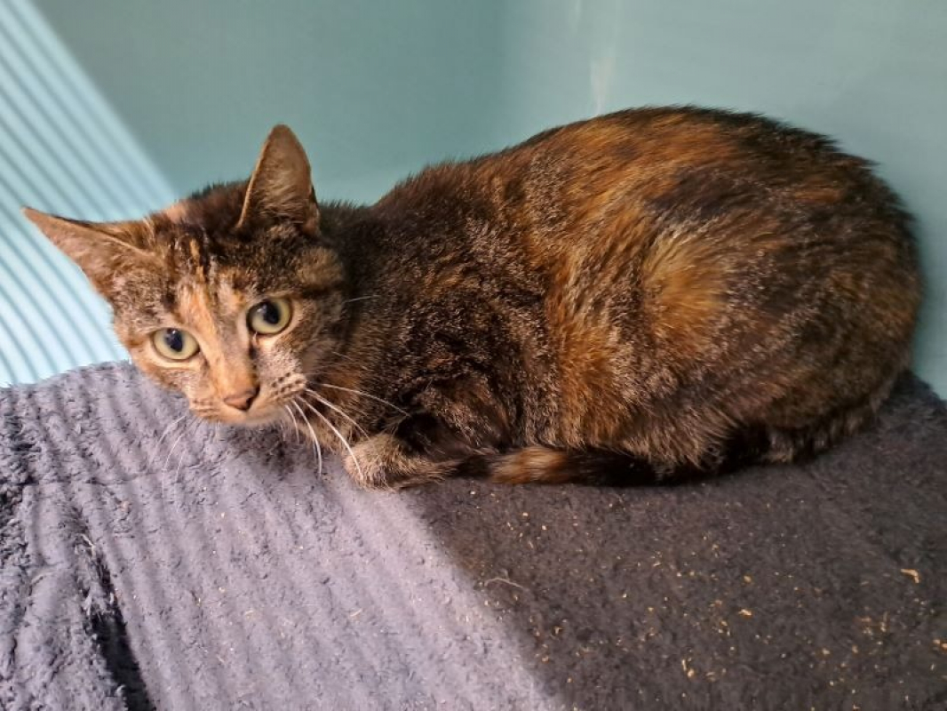 Photo de Réservé tally