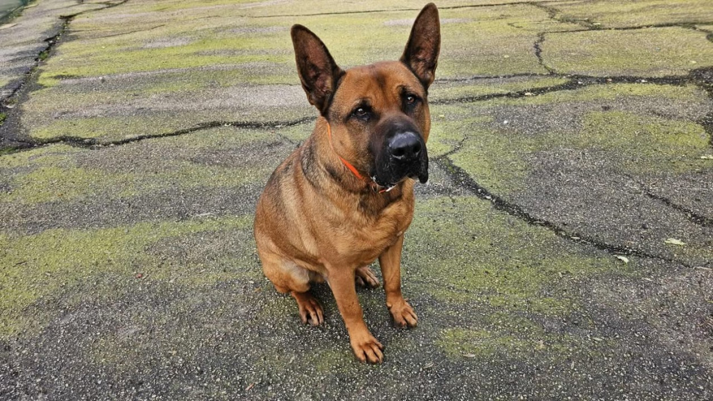 Photo #1 de Scoubidou