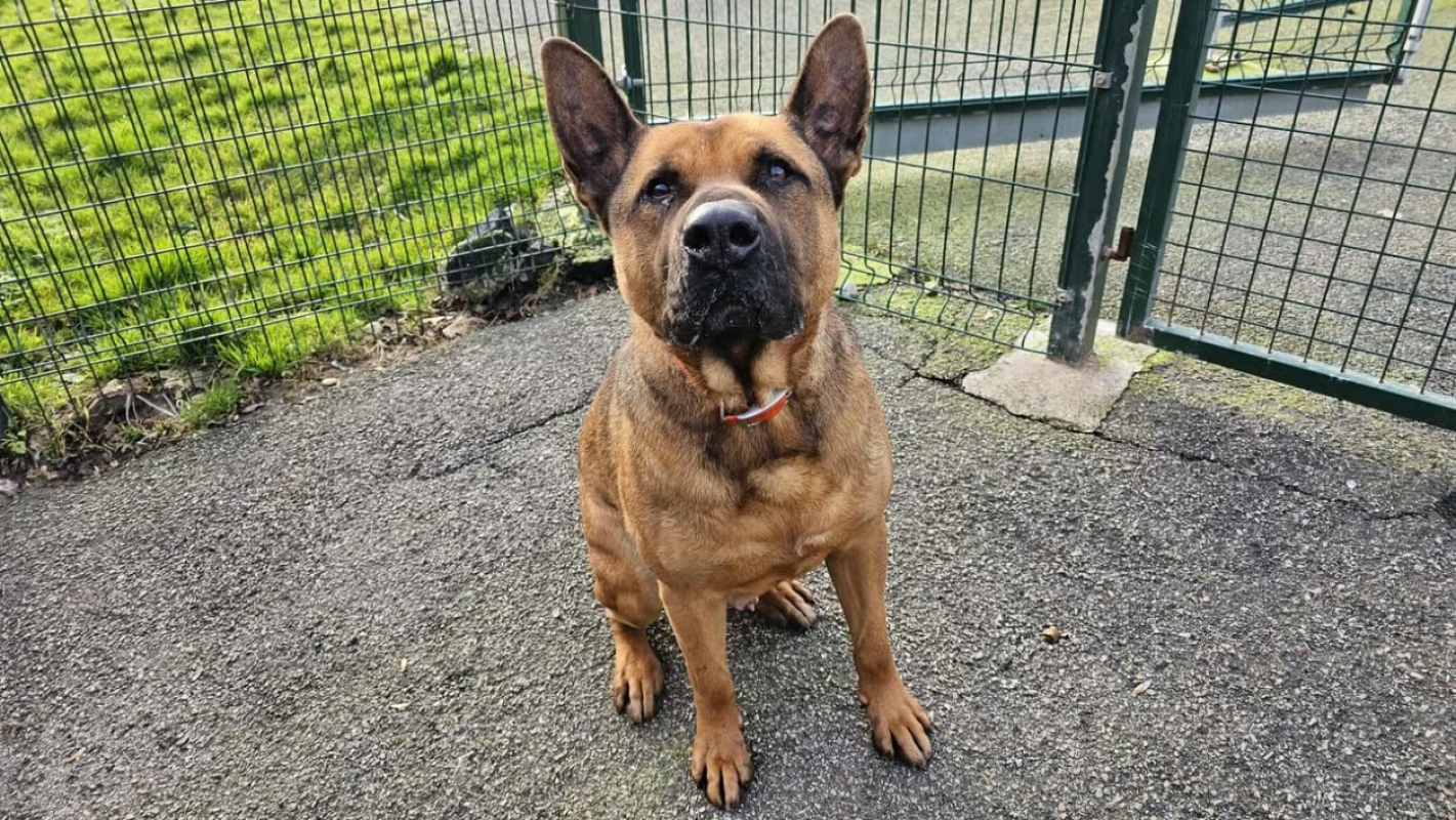 Photo #2 de Scoubidou