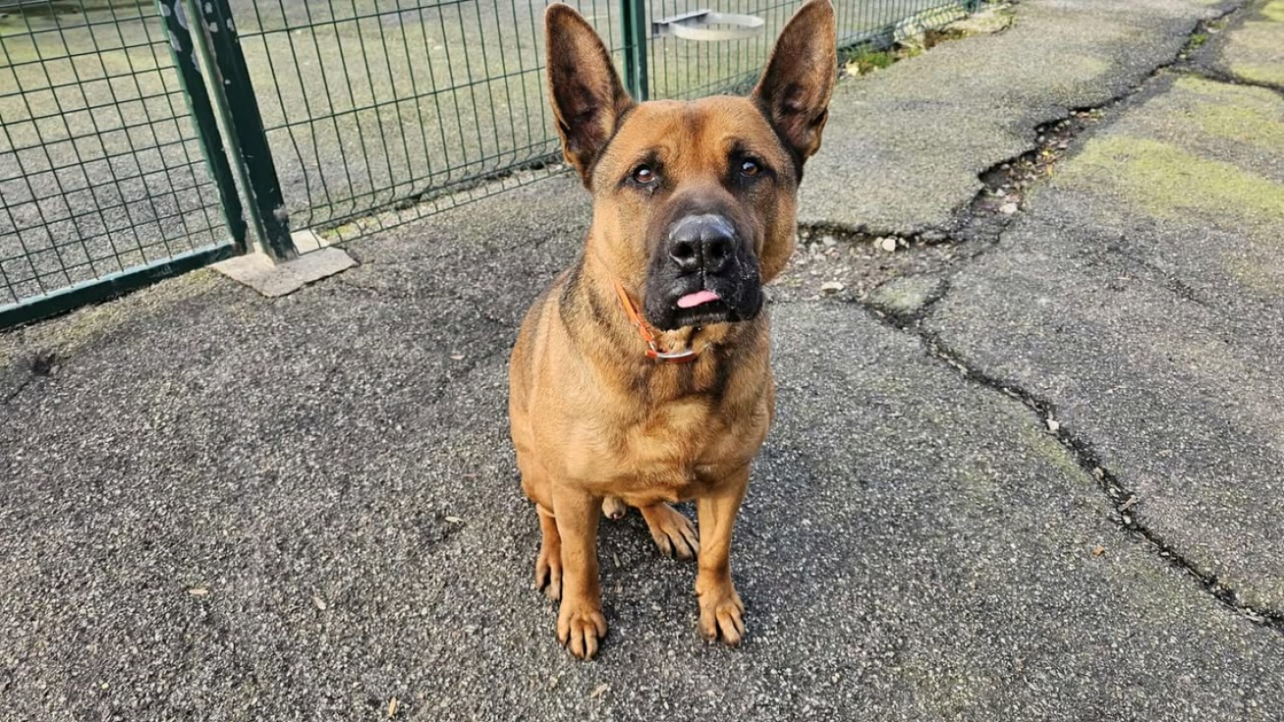 Photo #3 de Scoubidou