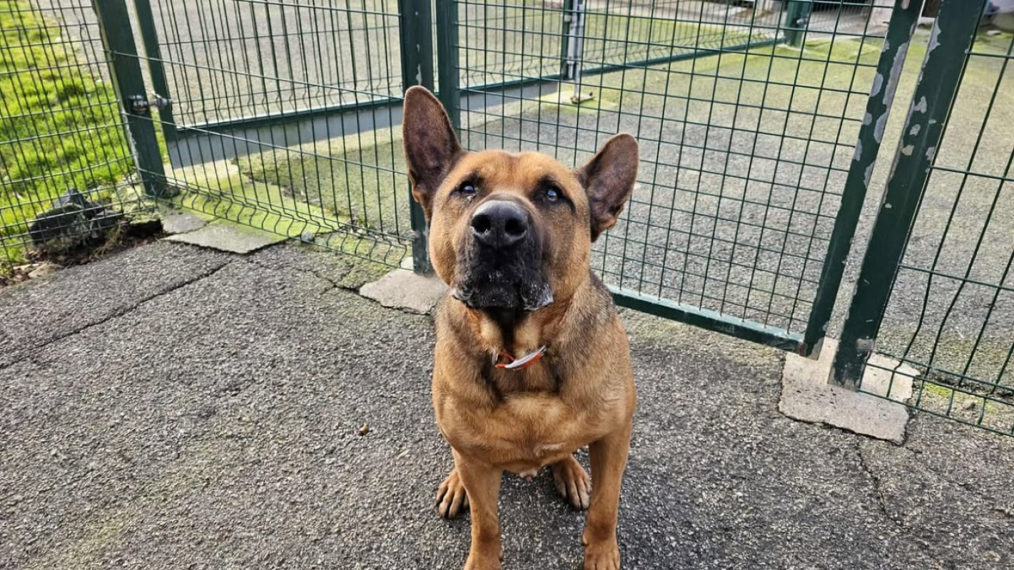 Photo #4 de Scoubidou