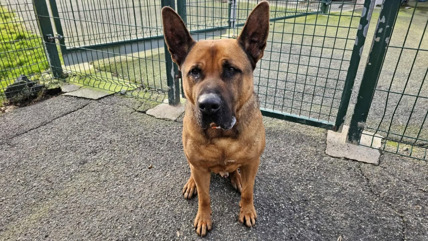 Photo #5 de Scoubidou