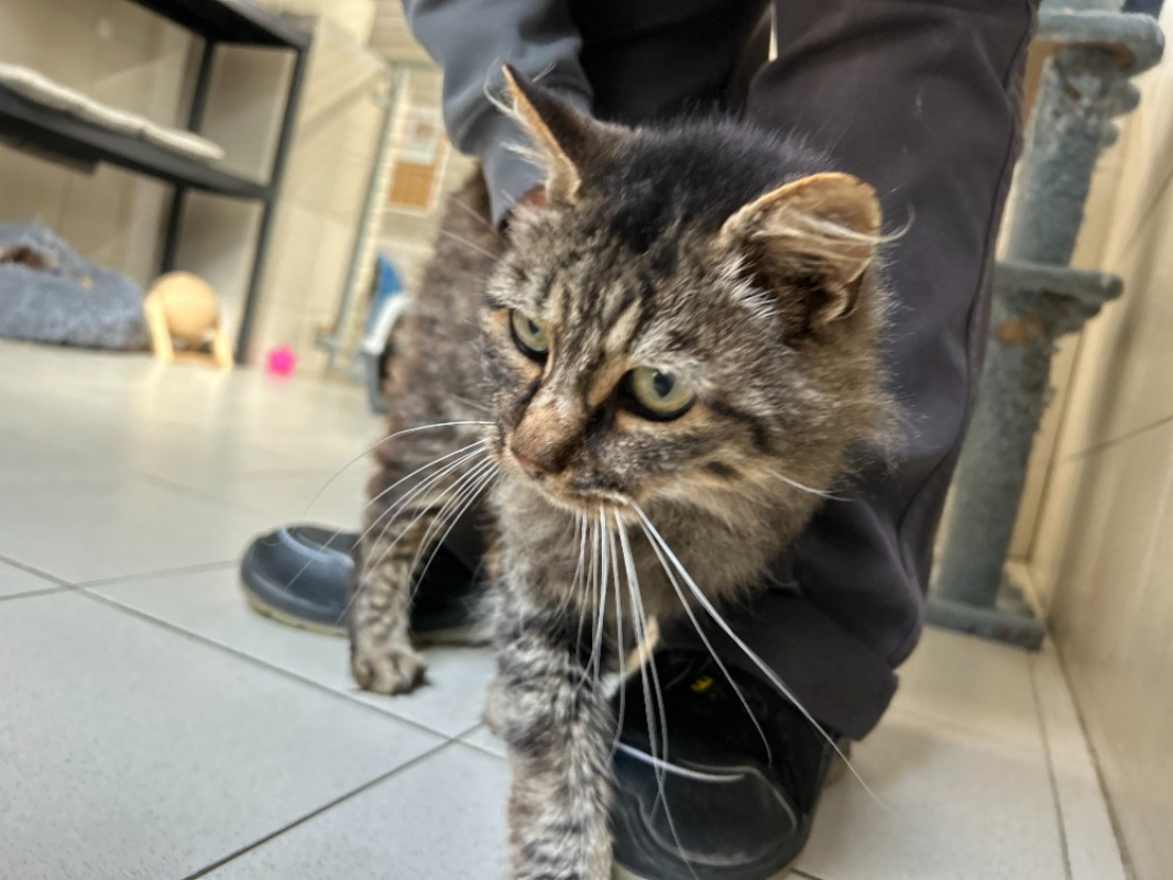 Photo #1 de Atlas