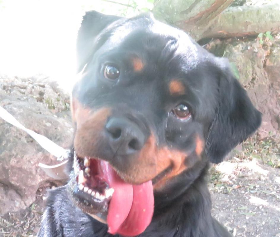 Rhea - Chien Rottweiler à adopter
