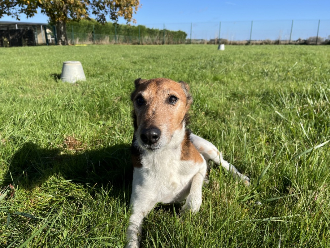 Photo #1 de Milou
