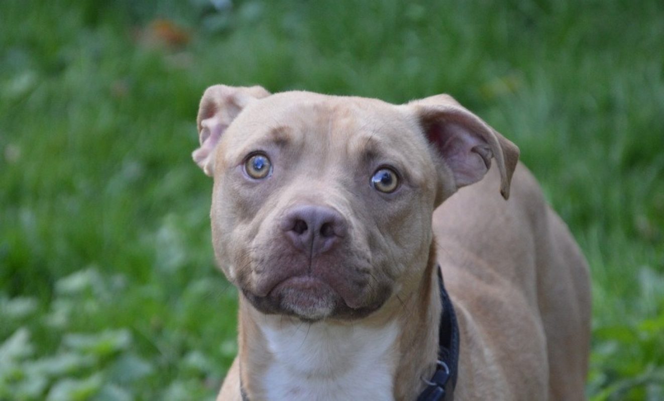 Xatidou - Chien à adopter - photo 5