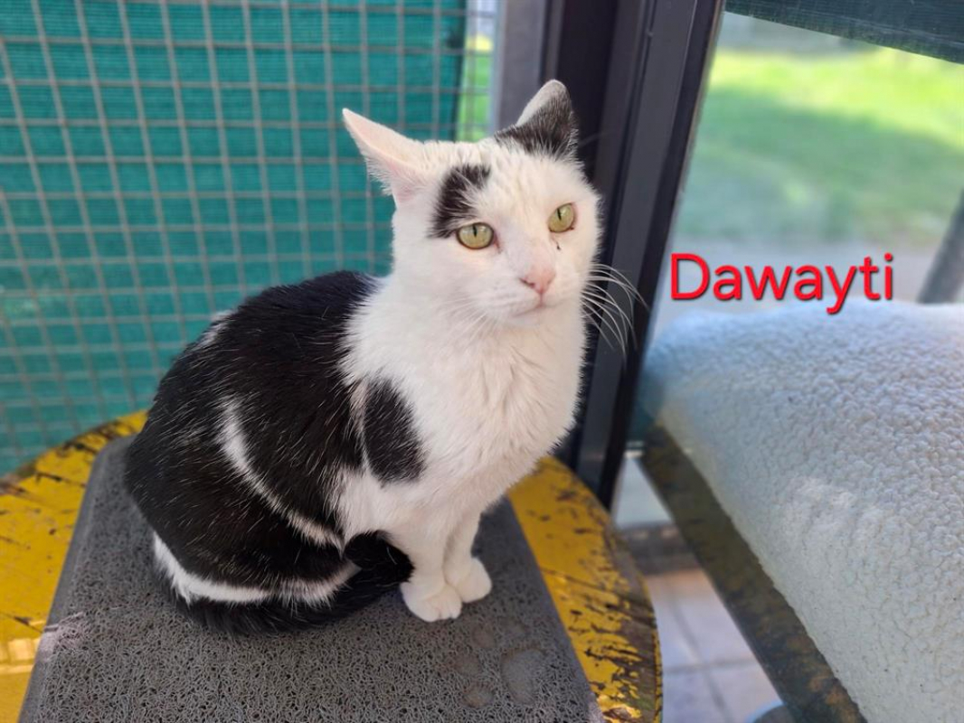 Photo de Dawayti