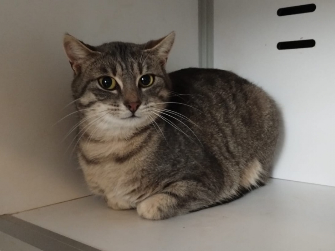 Photo #2 de Pipelette