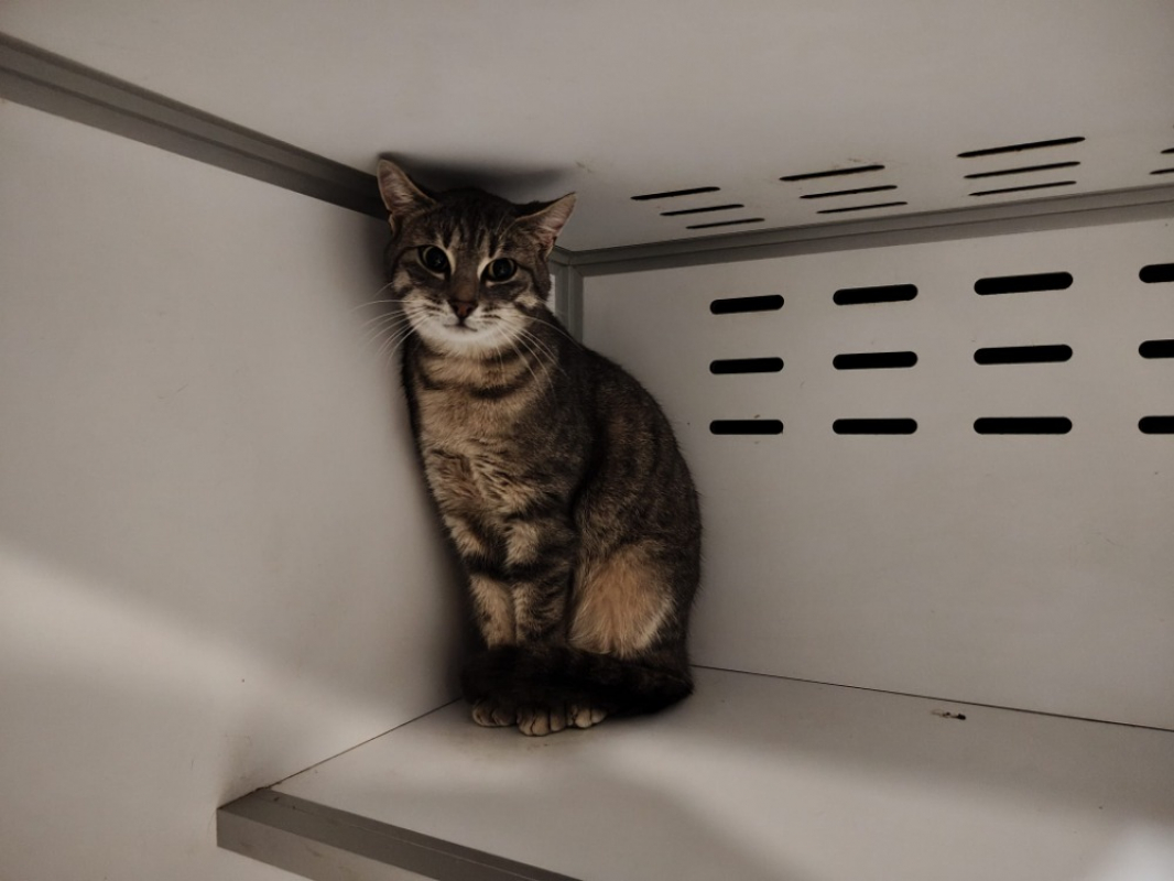 Photo #4 de Pipelette