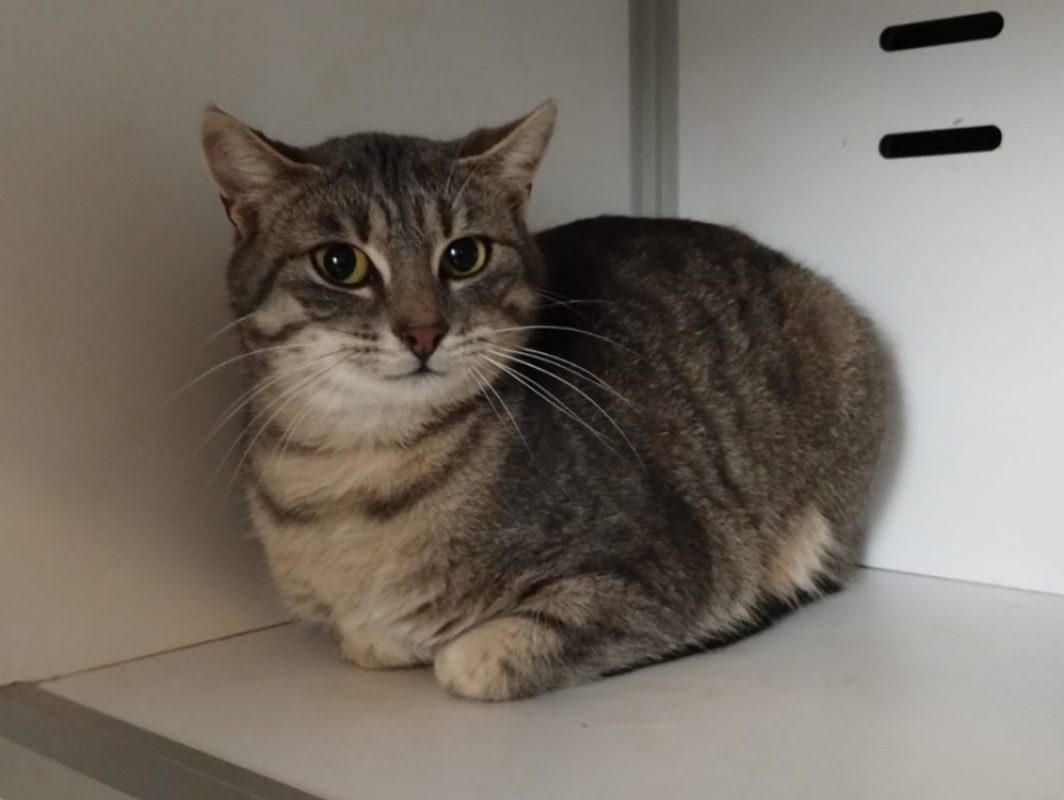 Pipelette - Européen à adopter à Beaurepaire-en-Bresse (71) - Animaux.fr