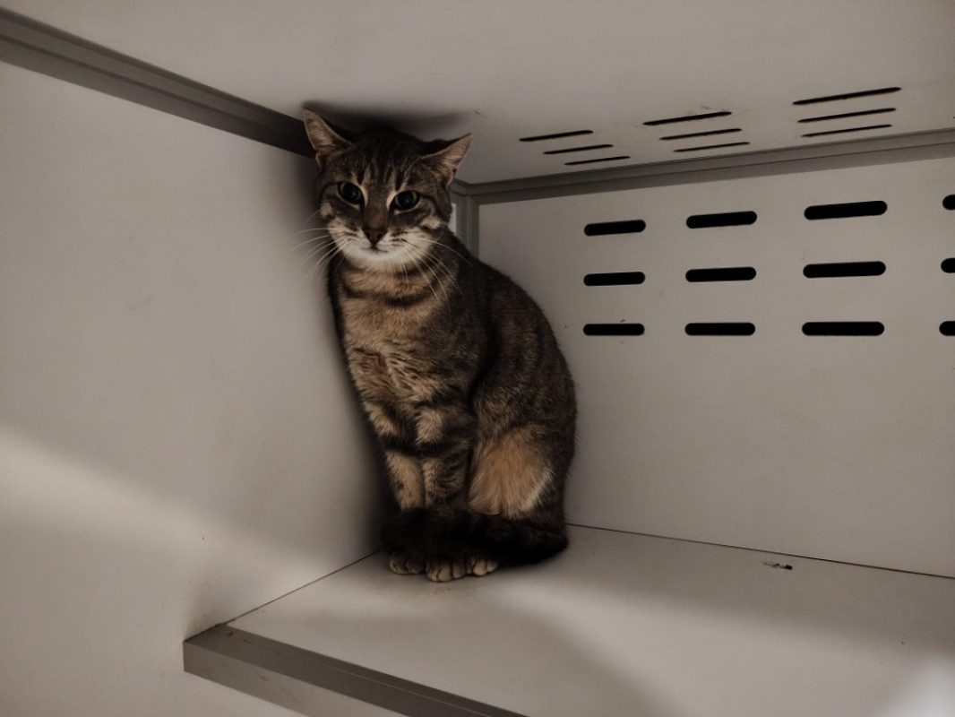 Pipelette - Européen à adopter à Beaurepaire-en-Bresse (71) - Animaux.fr