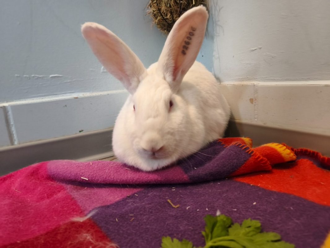 Inaya - Rongeur Lapin à adopter