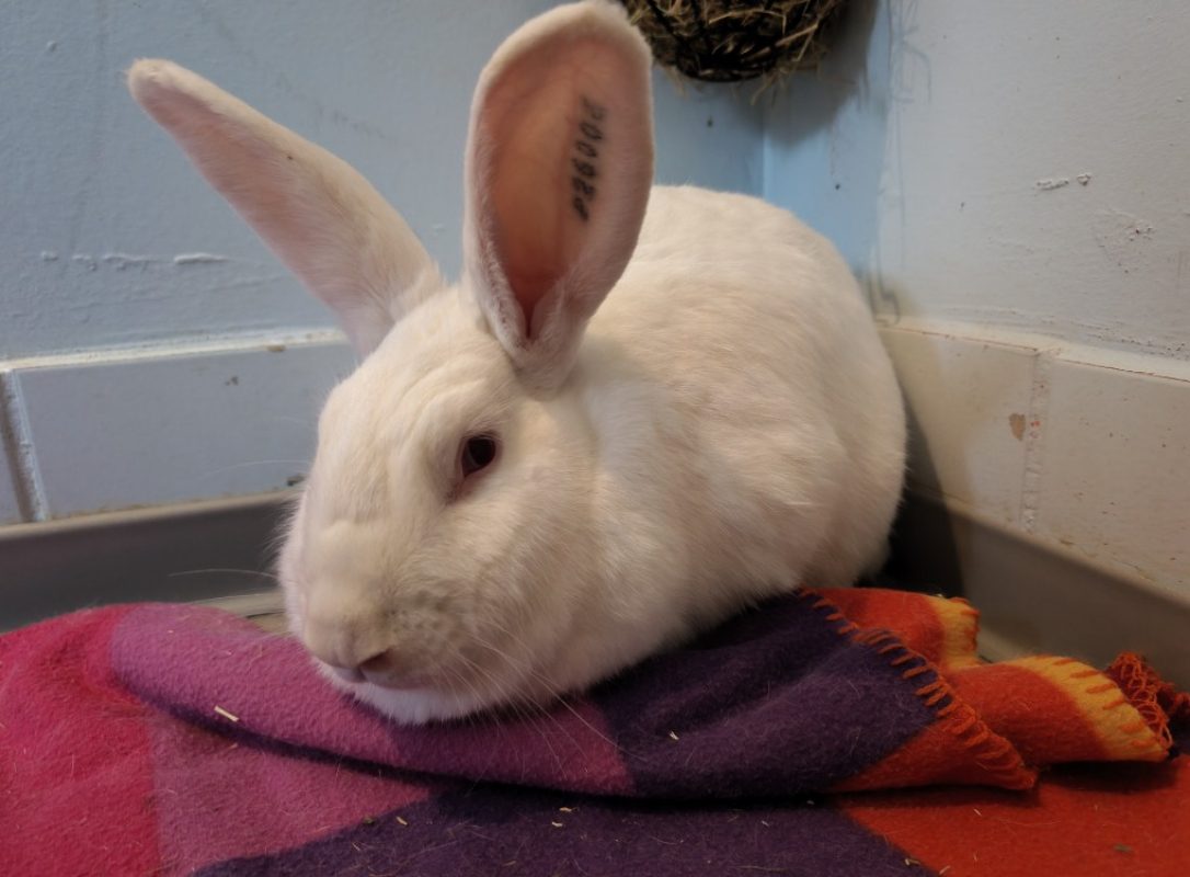 Inaya - Rongeur Lapin à adopter - photo 2