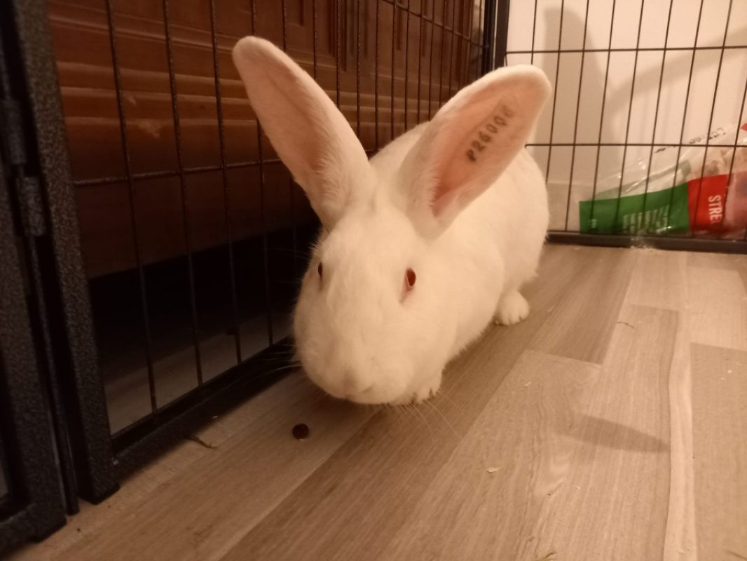 Inaya - Rongeur Lapin à adopter - photo 3