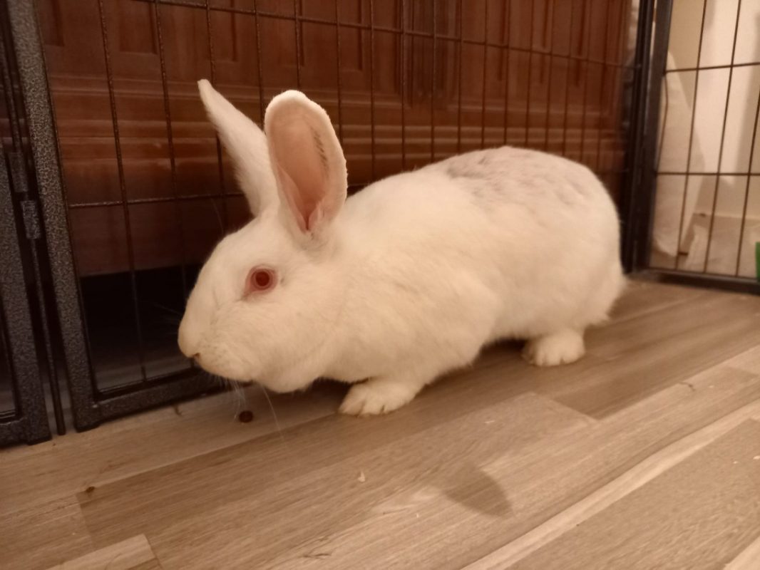 Inaya - Rongeur Lapin à adopter - photo 4