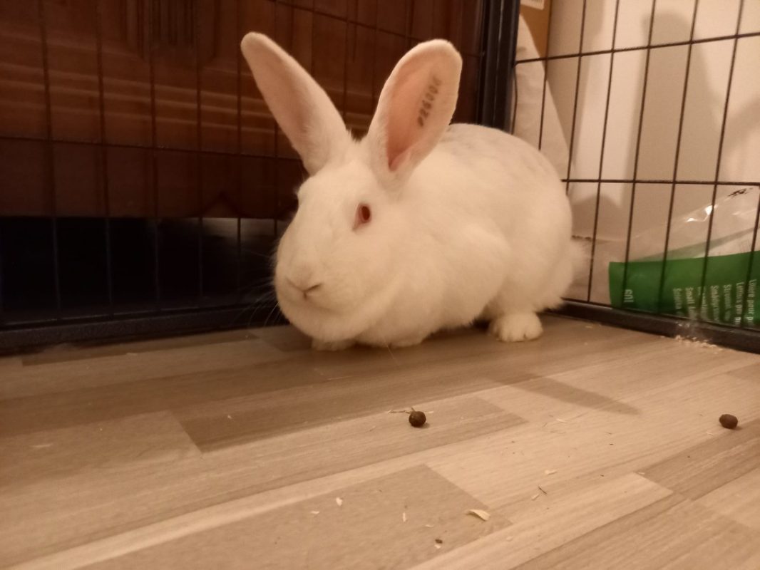 Inaya - Rongeur Lapin à adopter - photo 5