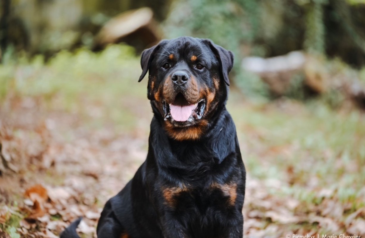 Oscar - Chien Rottweiler à adopter