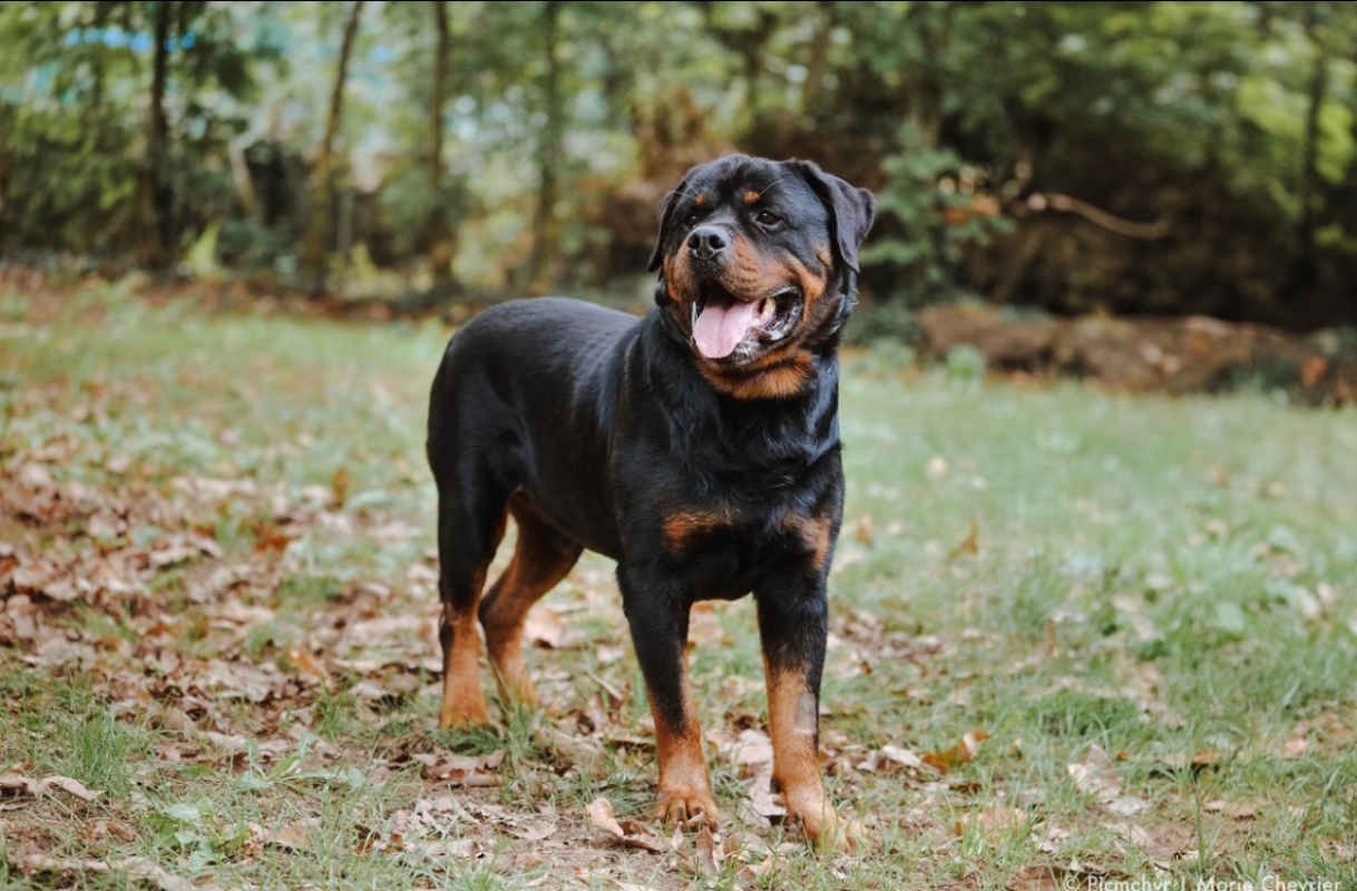 Oscar - Chien Rottweiler à adopter - photo 2