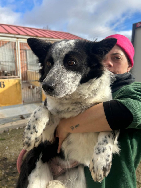 Photo #4 de ELI 3 ans, Douce femelle Border collie