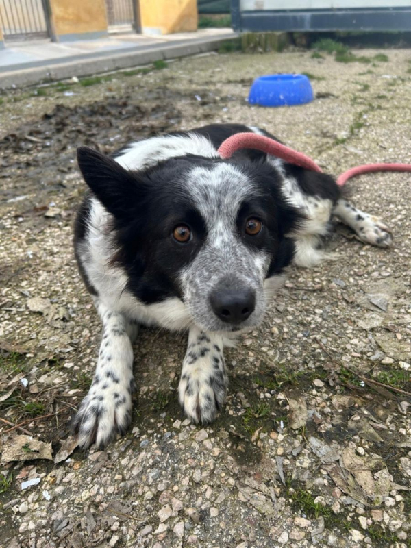 Photo #5 de ELI 3 ans, Douce femelle Border collie