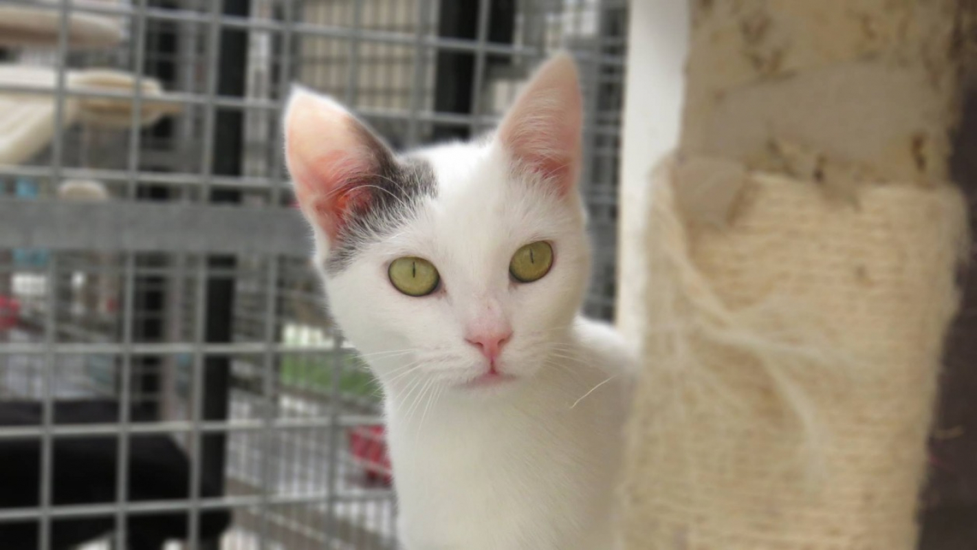 Photo #1 de Georgette