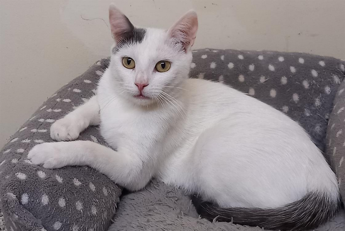 Photo #2 de Georgette