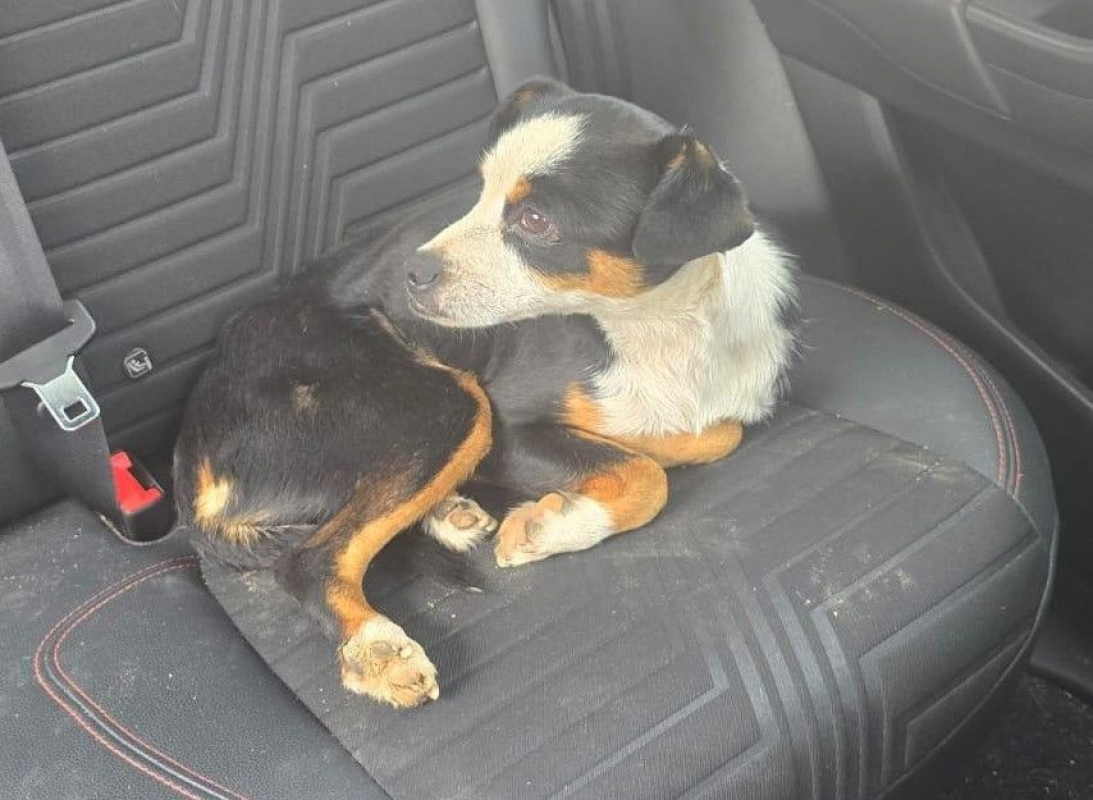 Photo #1 de FEFERINO 5 ans, petit Bodeguero adorable