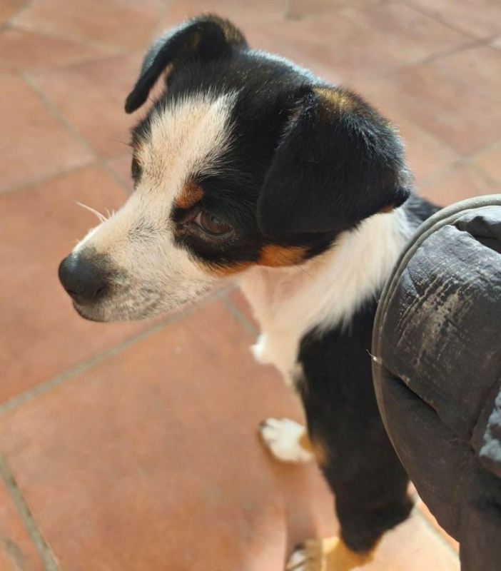 Photo #2 de FEFERINO 5 ans, petit Bodeguero adorable