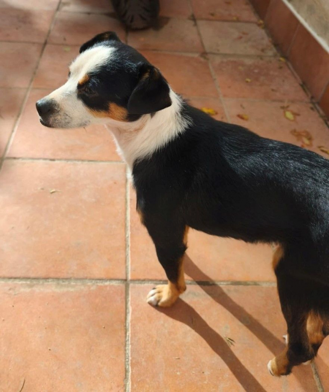 Photo #3 de FEFERINO 5 ans, petit Bodeguero adorable