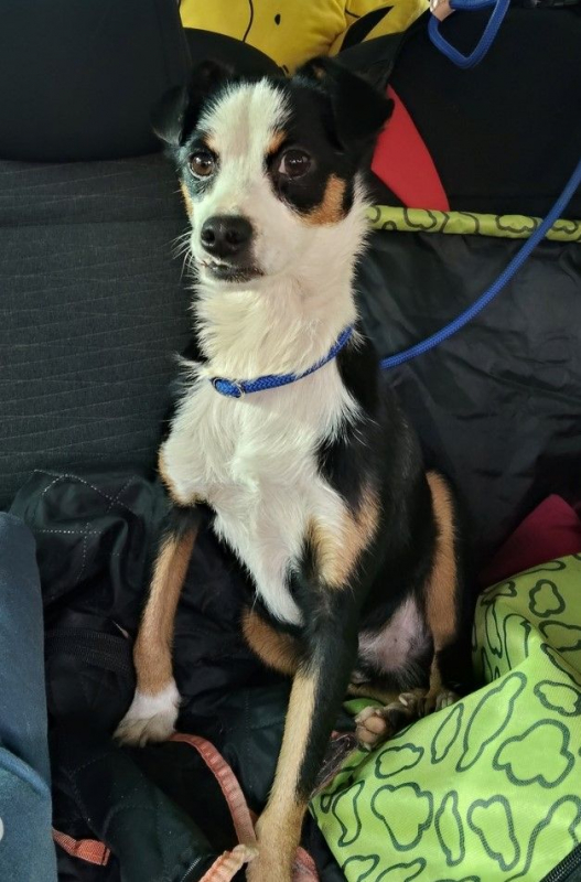 Photo #5 de FEFERINO 5 ans, petit Bodeguero adorable