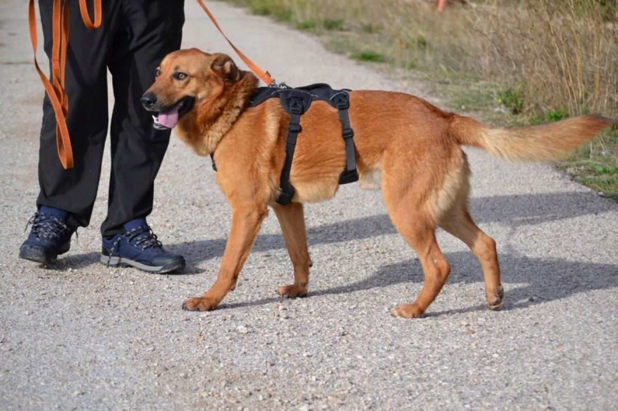 Photo #1 de BASILI 2 ans, le compagnon idéal !