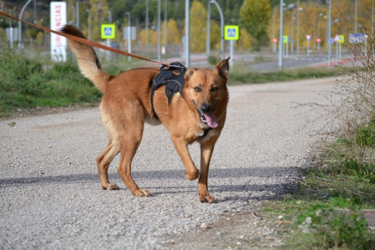 Photo #2 de BASILI 2 ans, le compagnon idéal !