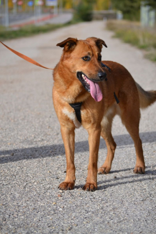 Photo #3 de BASILI 2 ans, le compagnon idéal !