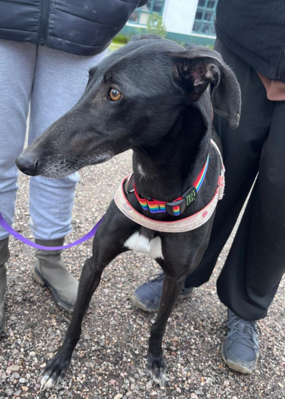 Photo #1 de TRUFA 2 ans, galga espagnole, ok chat