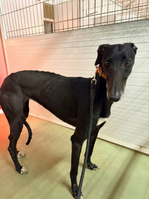 Photo #2 de TRUFA 2 ans, galga espagnole, ok chat