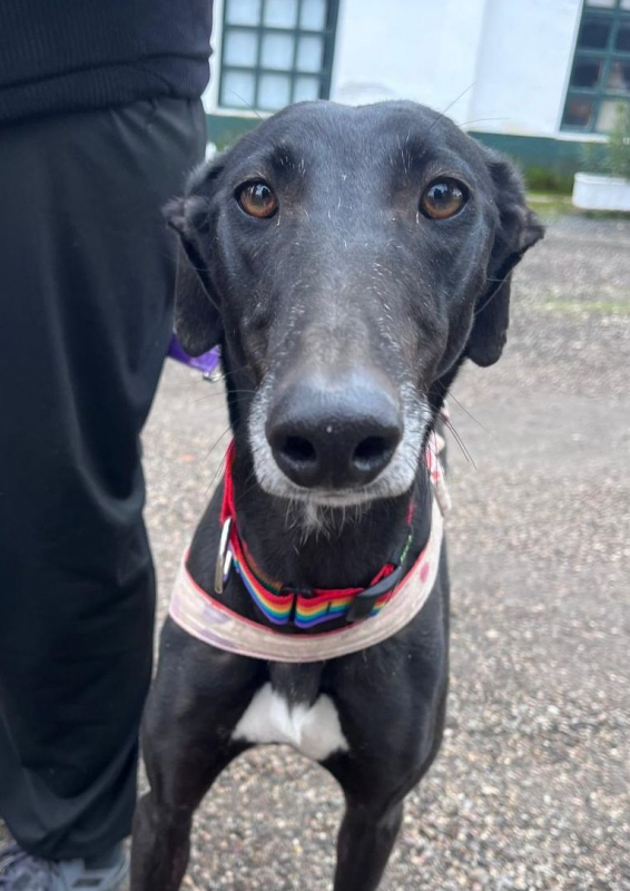 Photo #3 de TRUFA 2 ans, galga espagnole, ok chat