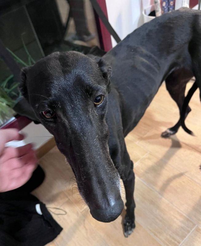 Photo #4 de TRUFA 2 ans, galga espagnole, ok chat