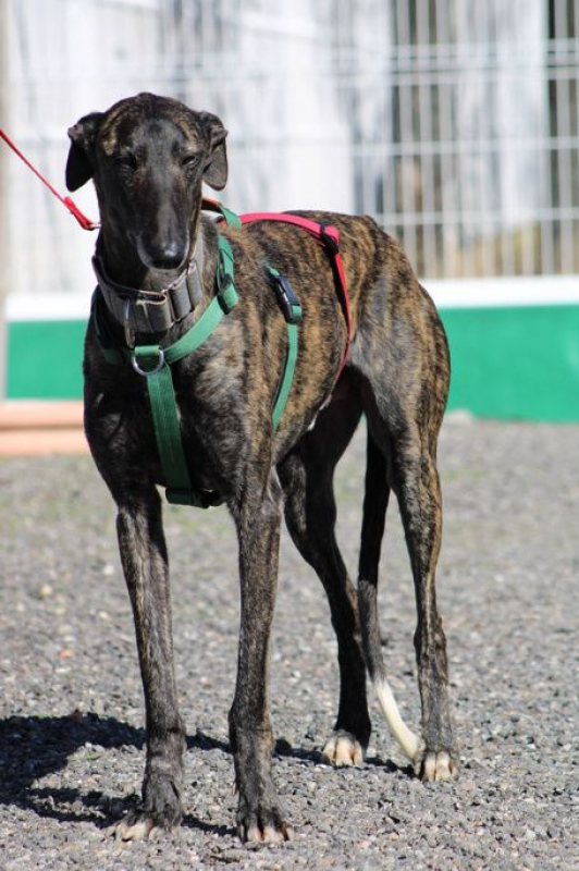 Photo #1 de CESAR 2 ans, magnifique galgo bringé