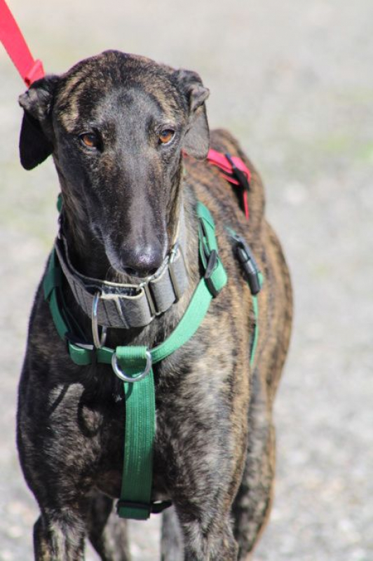 Photo #2 de CESAR 2 ans, magnifique galgo bringé