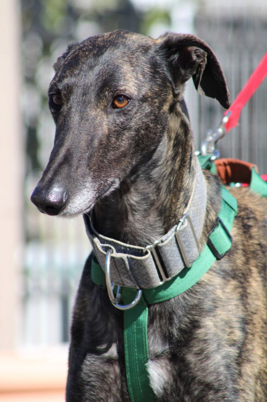 Photo #3 de CESAR 2 ans, magnifique galgo bringé